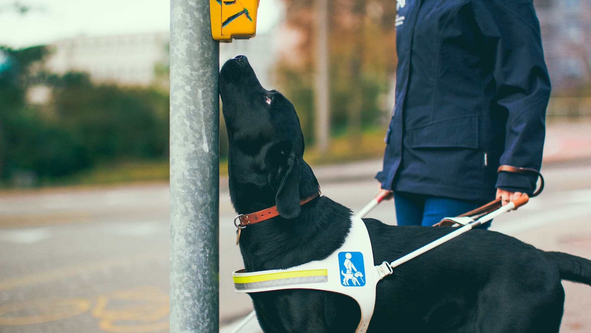 Die älteste Schule für Blindenführhunde der Schweiz - Blick
