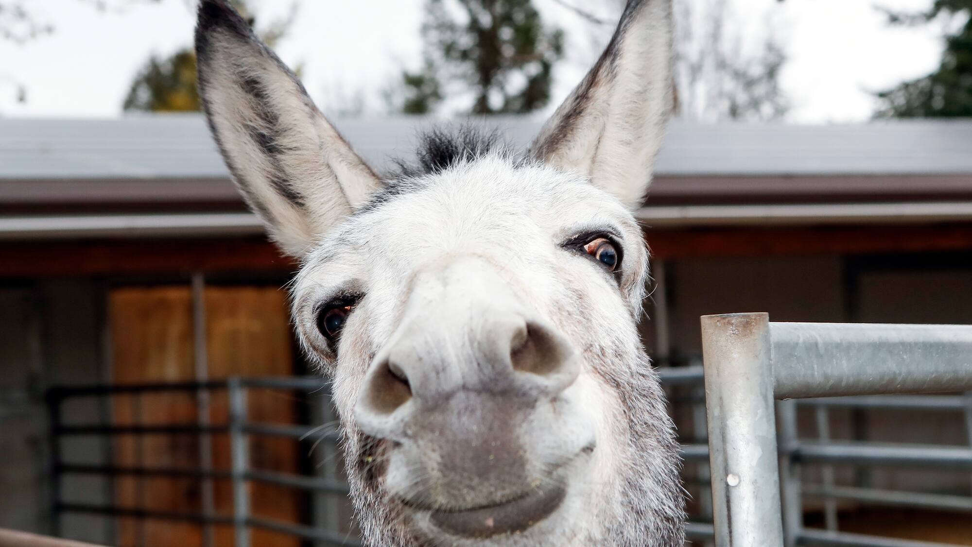 Samichlaus is banned from here Samichlaus is banned from here