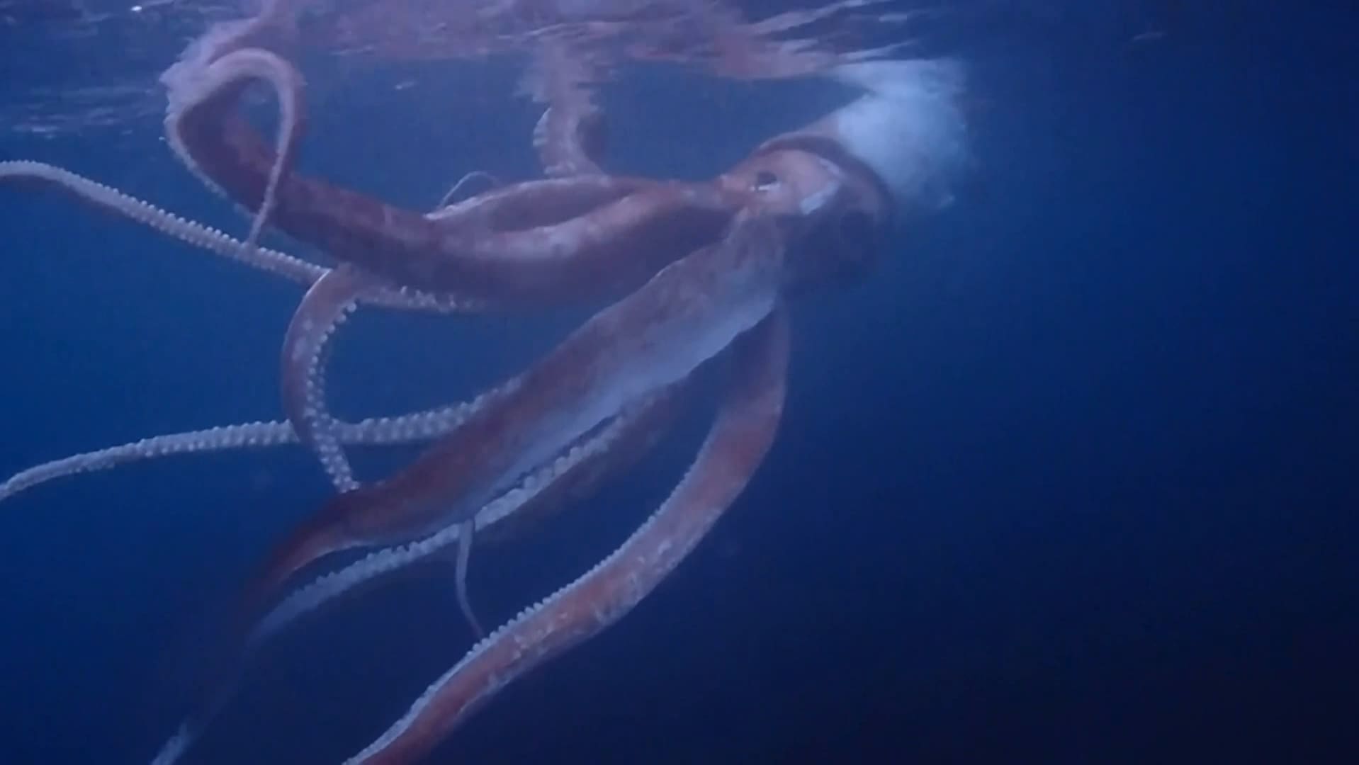 Japan: Paar gelingen Aufnahmen von lebendigem Riesenkalmar - Blick