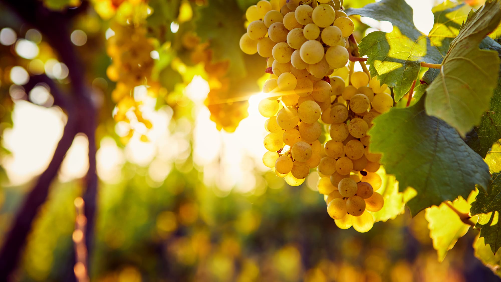 Das steckt hinter der Rebsorte Completer Blick