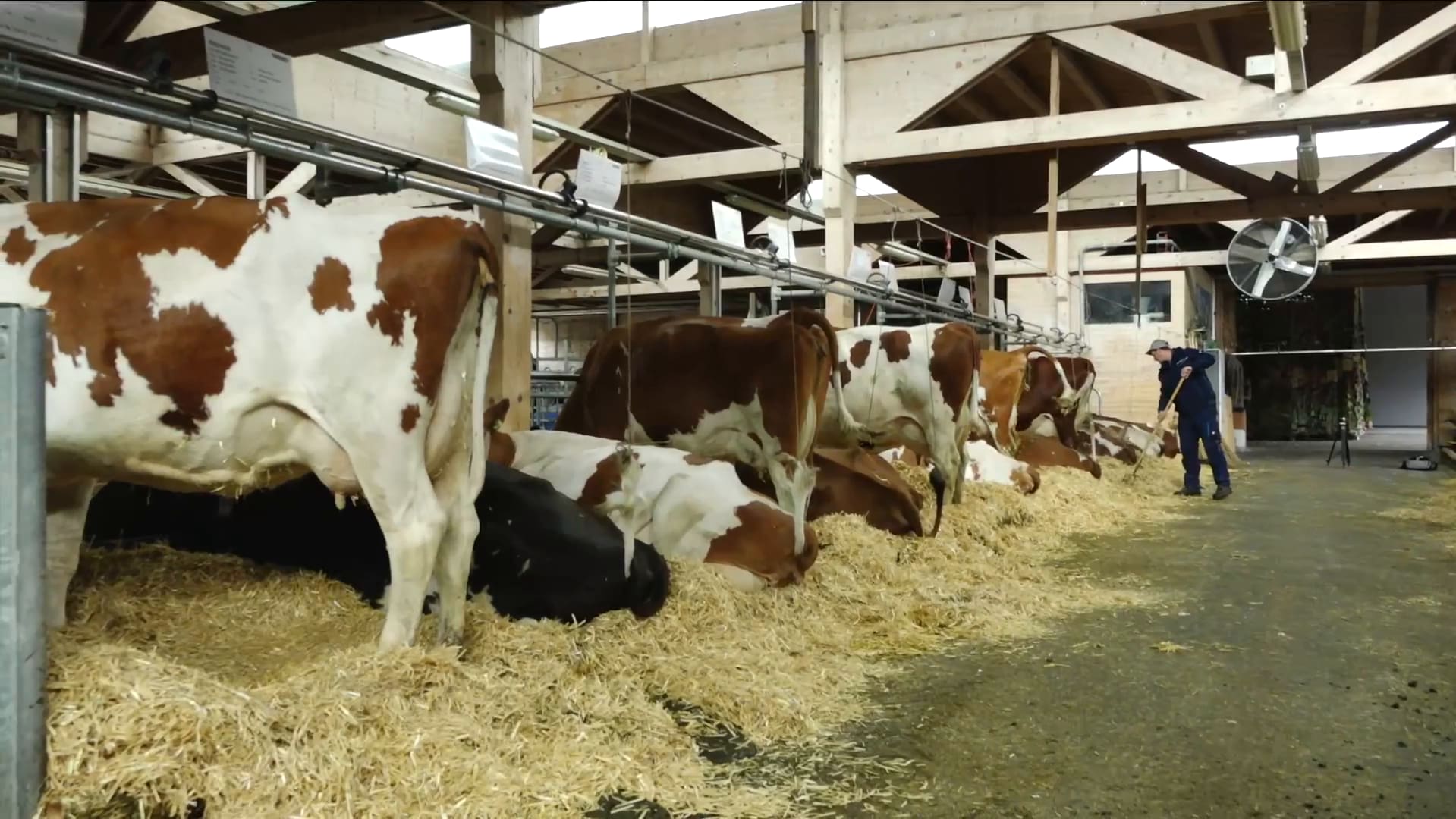 So geht es dem Brienzer Vieh im Kuh-Hotel von Cazis - Blick