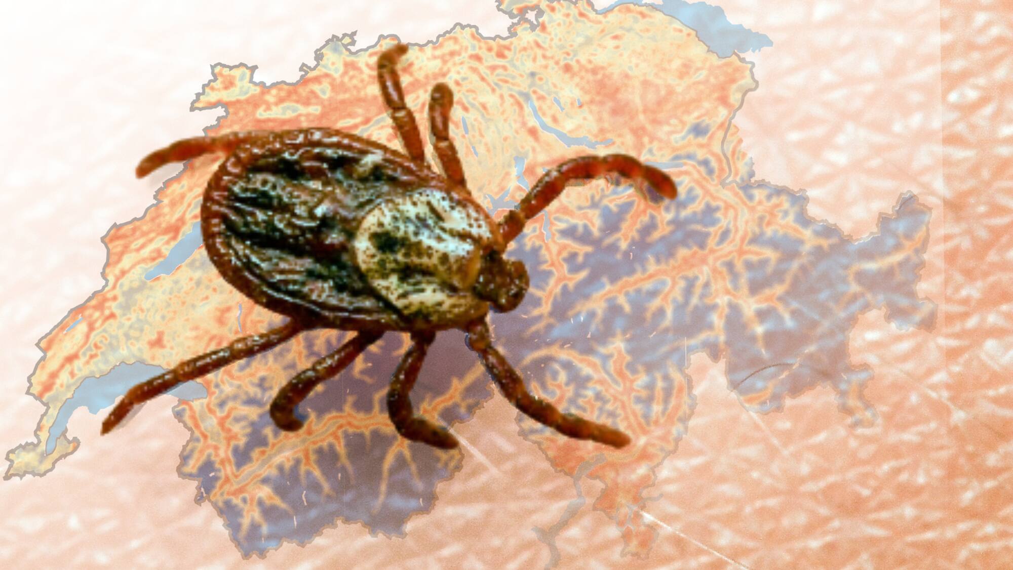 Zecken in der Schweiz: Die wichtigsten Fragen und Antworten - Blick