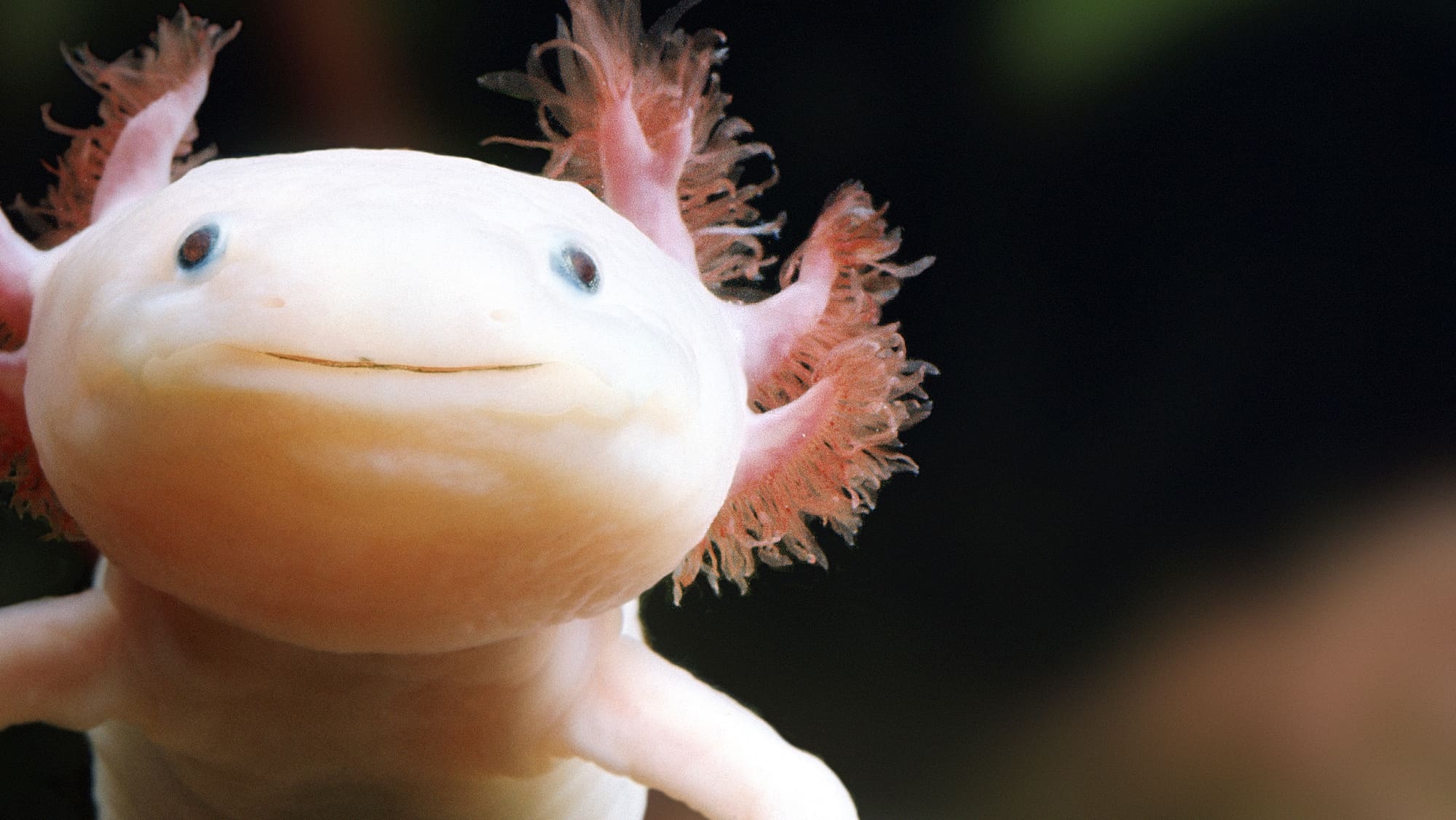 Axolotl Heilung Von Gliedmassen Und Kampf Gegen Superbakterien Blick axolotl-heilung-von-gliedmassen-und-kampf-gegen-superbakterien-blick