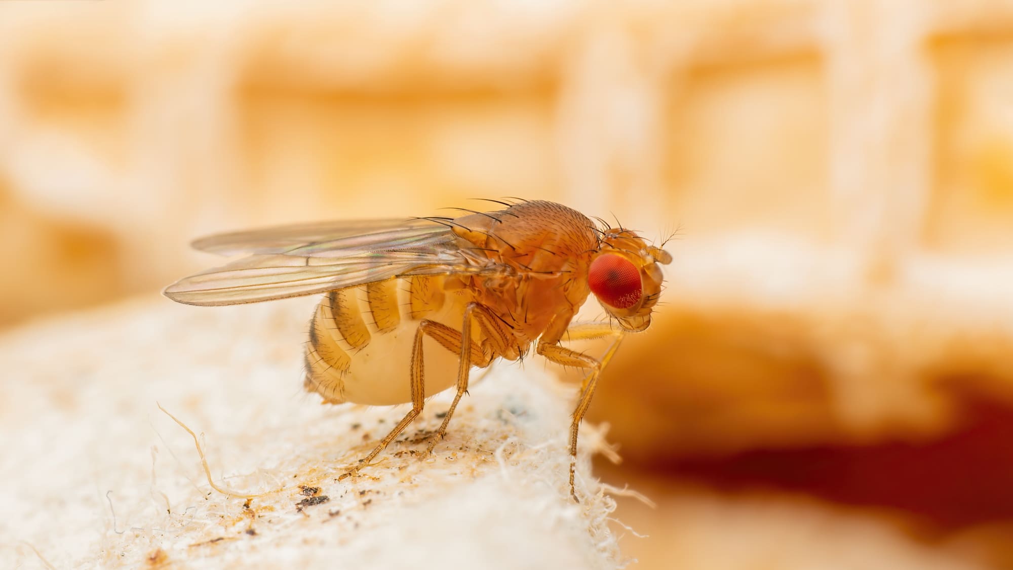 So schnell vermehren sich Fruchtfliegen - Blick