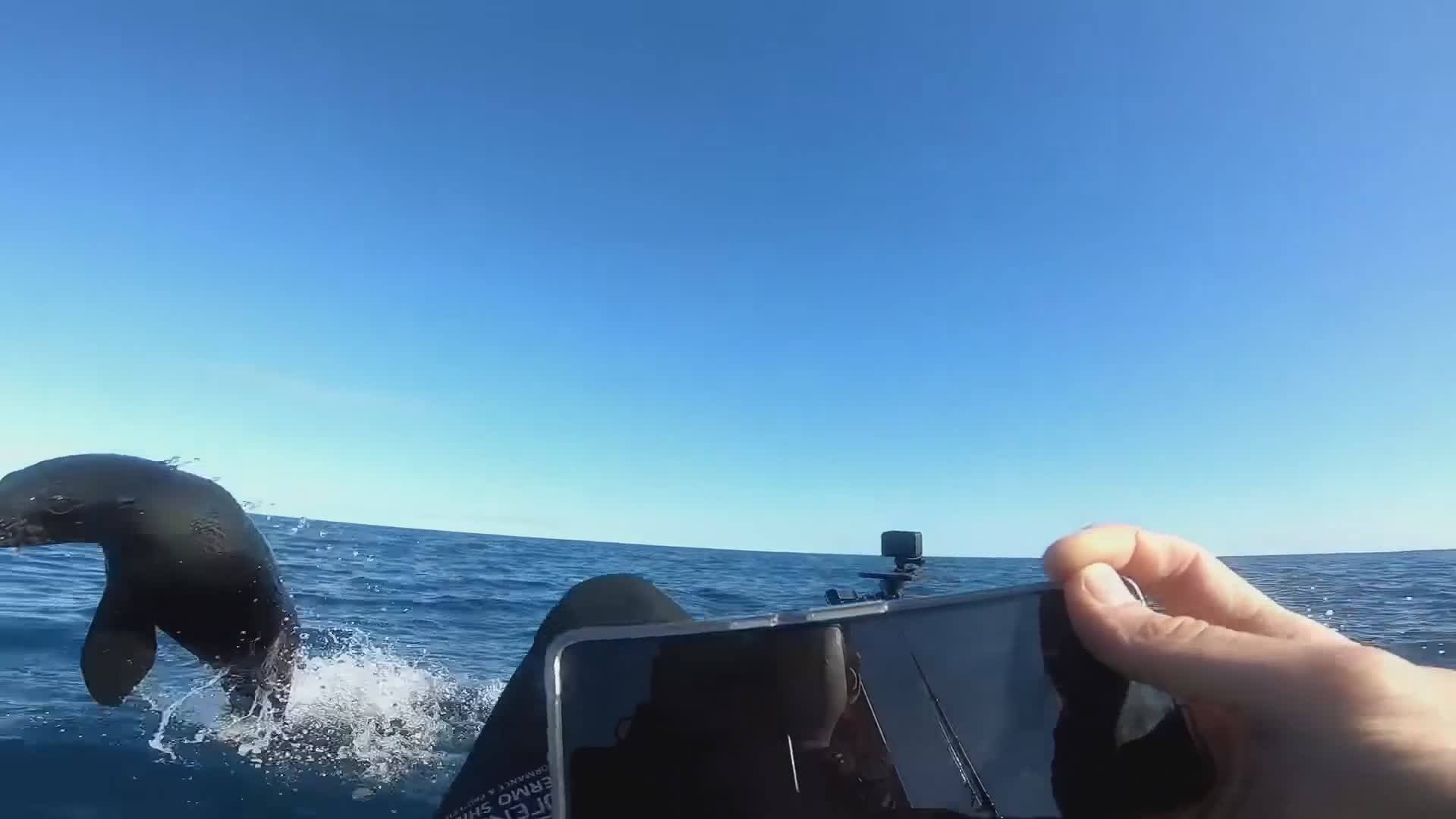 Neuseeland: Kajaker gerät zwischen Hai und Robbe - Blick