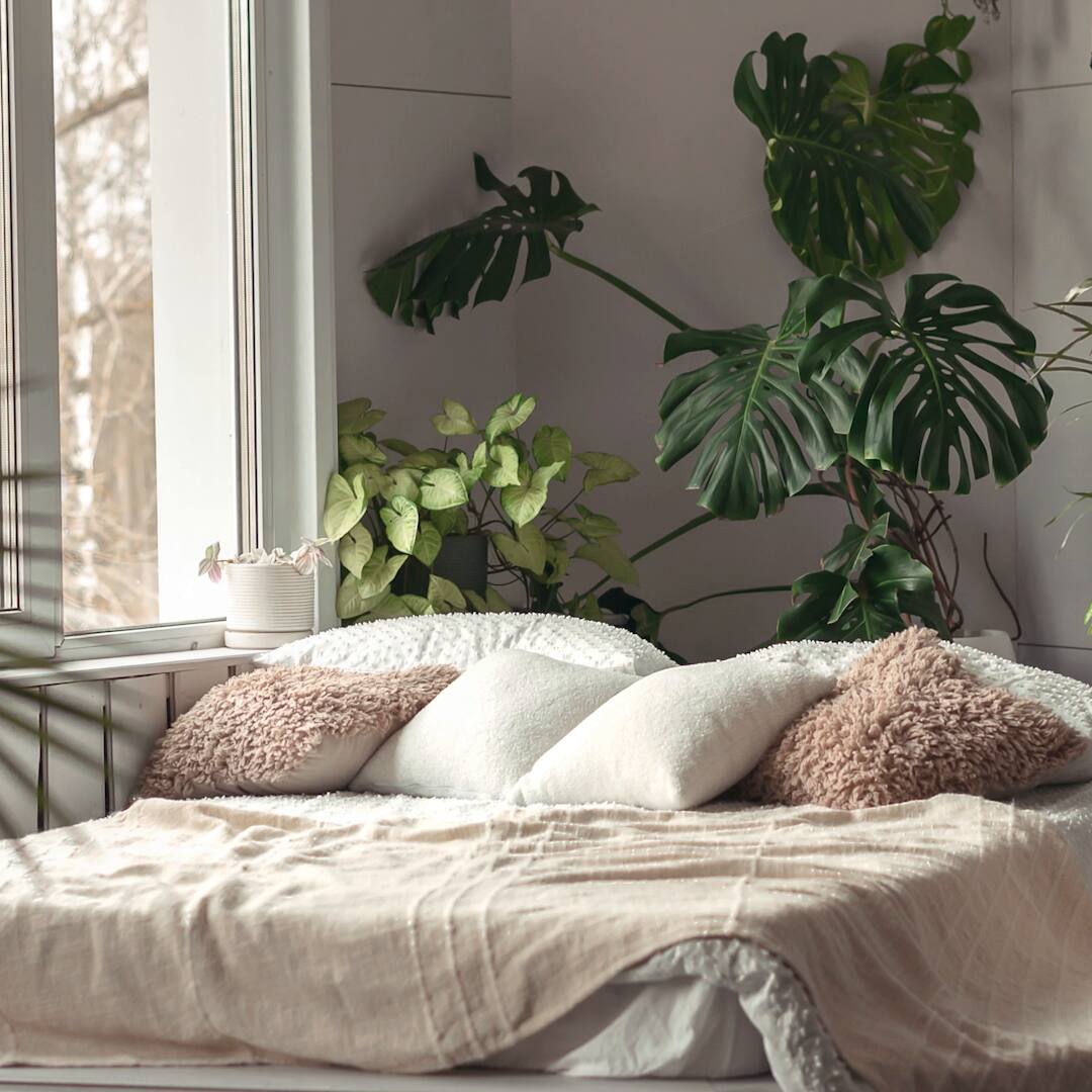 diese pflanzen gehören nicht ins schlafzimmer