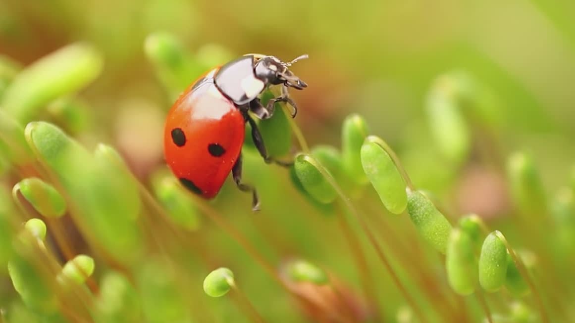 Ratgeber: Marienkäfern beim Überwintern helfen - Blick