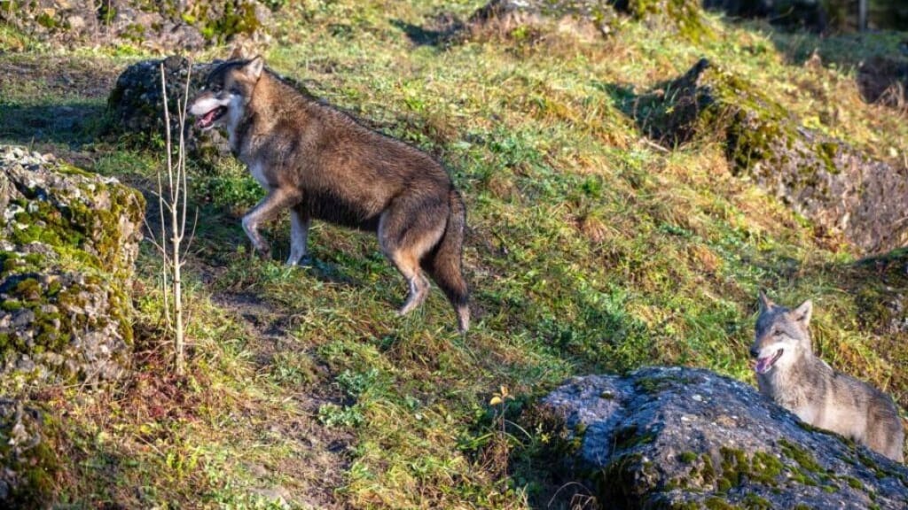 Natur Und Tierpark In Goldau SZ Will Neues Wolfsrudel Bilden Blick natur-und-tierpark-in-goldau-sz-will-neues-wolfsrudel-bilden-blick