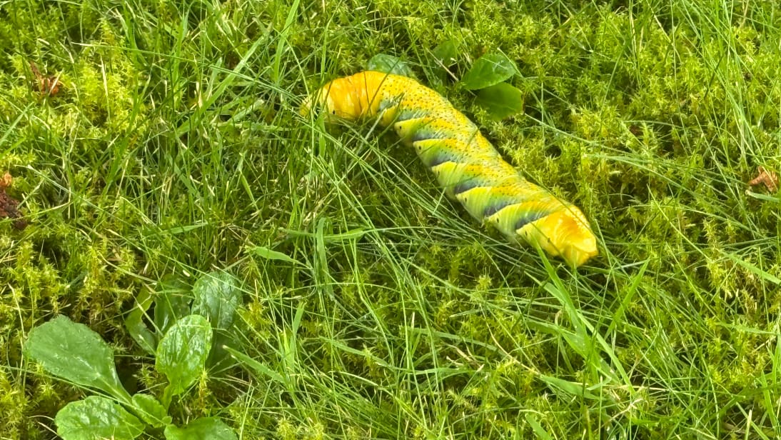 Zuger Entdeckt Riesen Raupe Im Garten Blick zuger-entdeckt-riesen-raupe-im-garten-blick