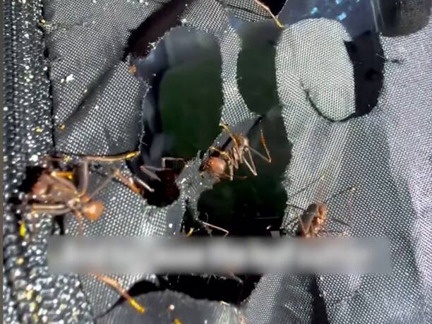 Naturschützer erlebt Horror-Nacht im Amazonas