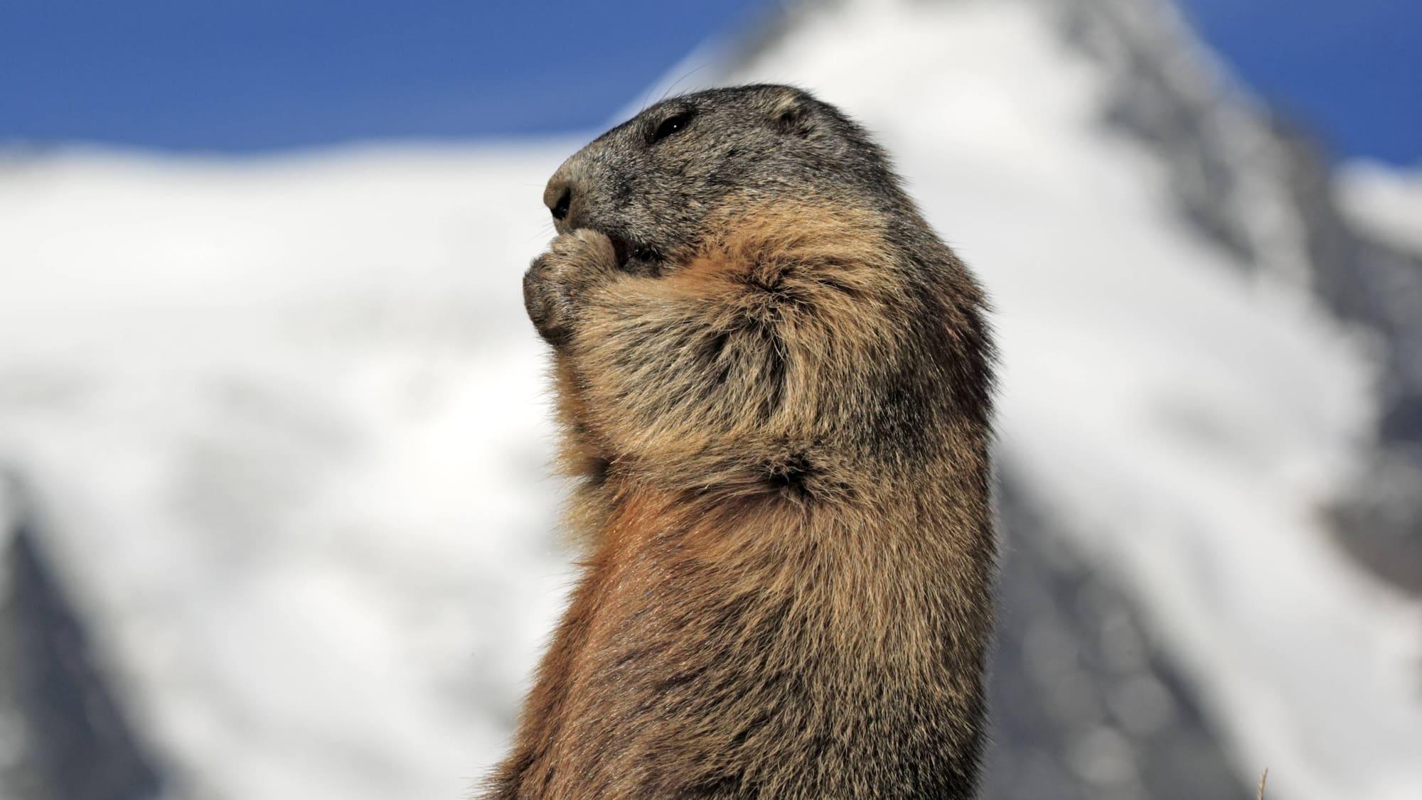 Murmeltier-Gesundheit in der Schweiz: Ein Rätsel, das gelöst werden muss