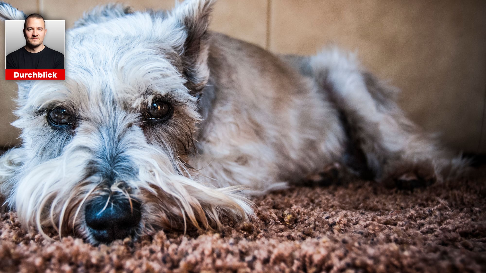 Hunde Regenhose Mit Stiefeln - Wasserdichter Pfotenschutz, Anti-Schmutz Outdoor Set