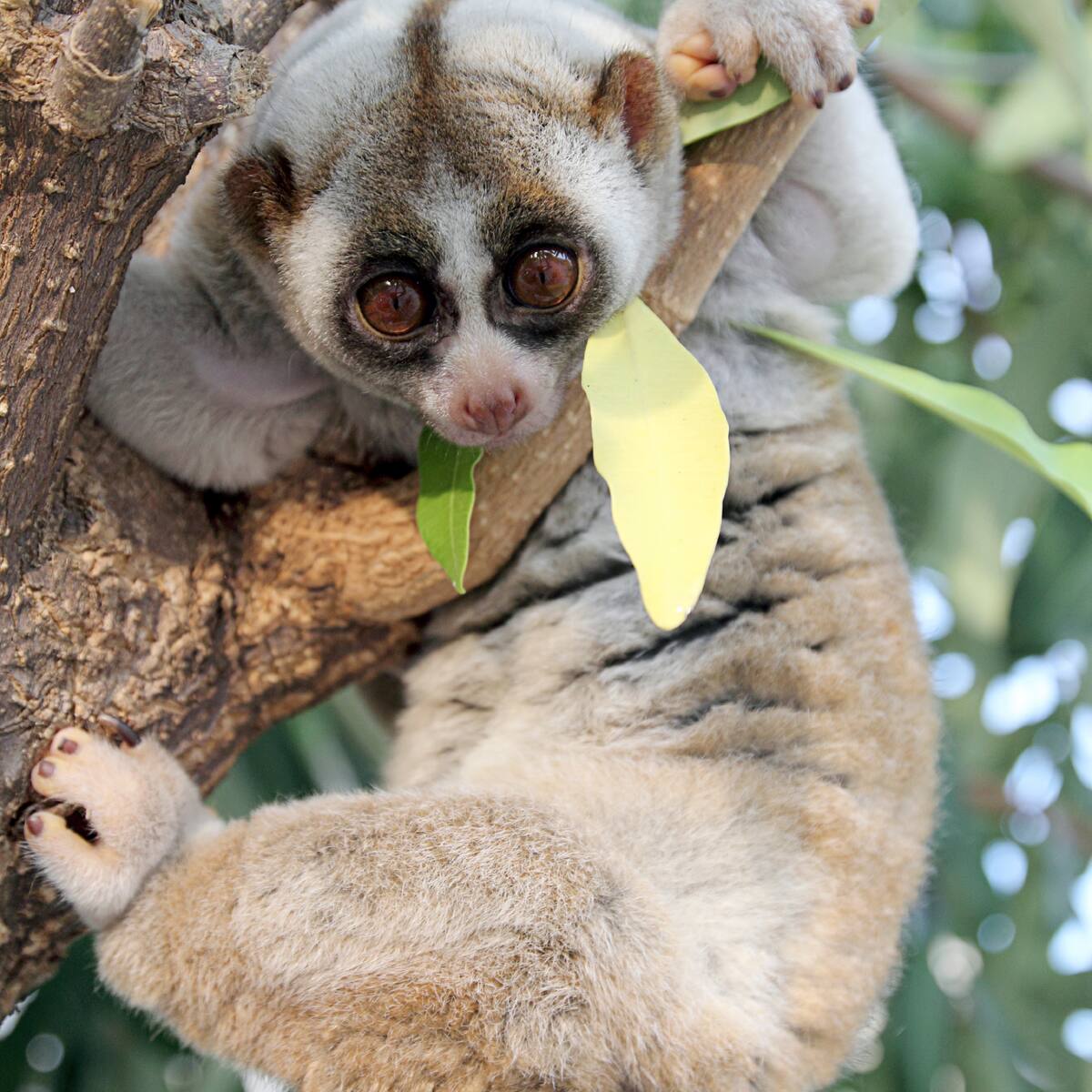 Neue Primaten Art Entdeckt Achtung Dieser Herzige Affe Ist Giftig Blick