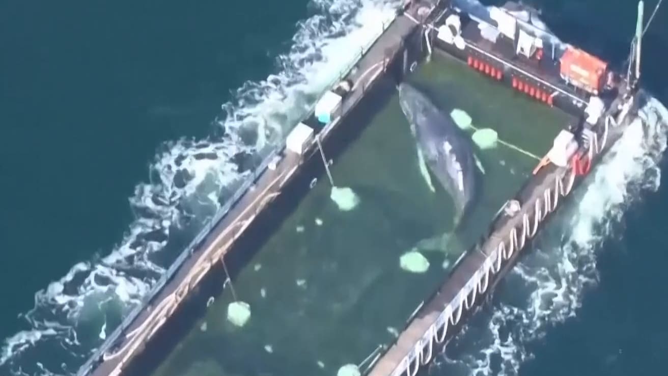 Patholaba Wal Luftaufnahmen zeigen Wal Timmy in der Barge - Blick