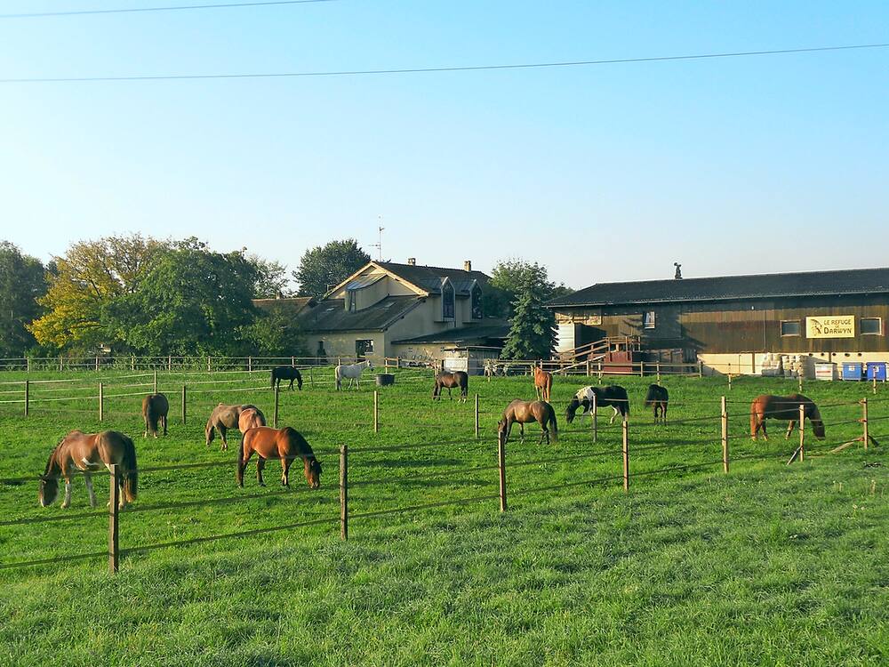 Jede Woche wollen 40 Leute ihre Pferde bei der Genfer Gnadenhof ...
