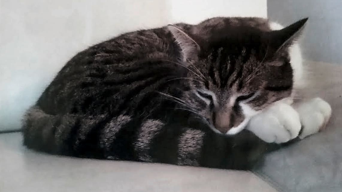 Rund Um Durrenasch Ag Sind Schon Busi Verschwunden Katzendieb Macht Jagd Auf Tigerli