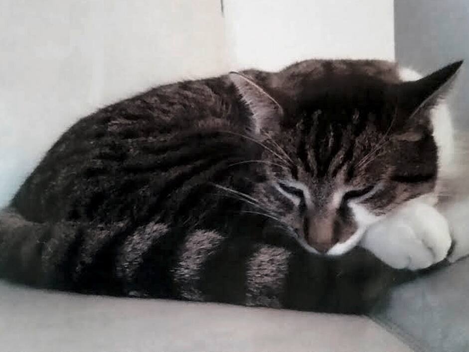 Rund Um Durrenasch Ag Sind Schon Busi Verschwunden Katzendieb Macht Jagd Auf Tigerli