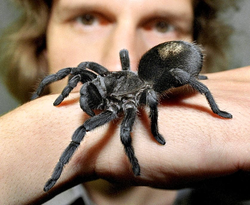 Er zapft den Tierchen Gift ab, um damit Krebs zu heilen