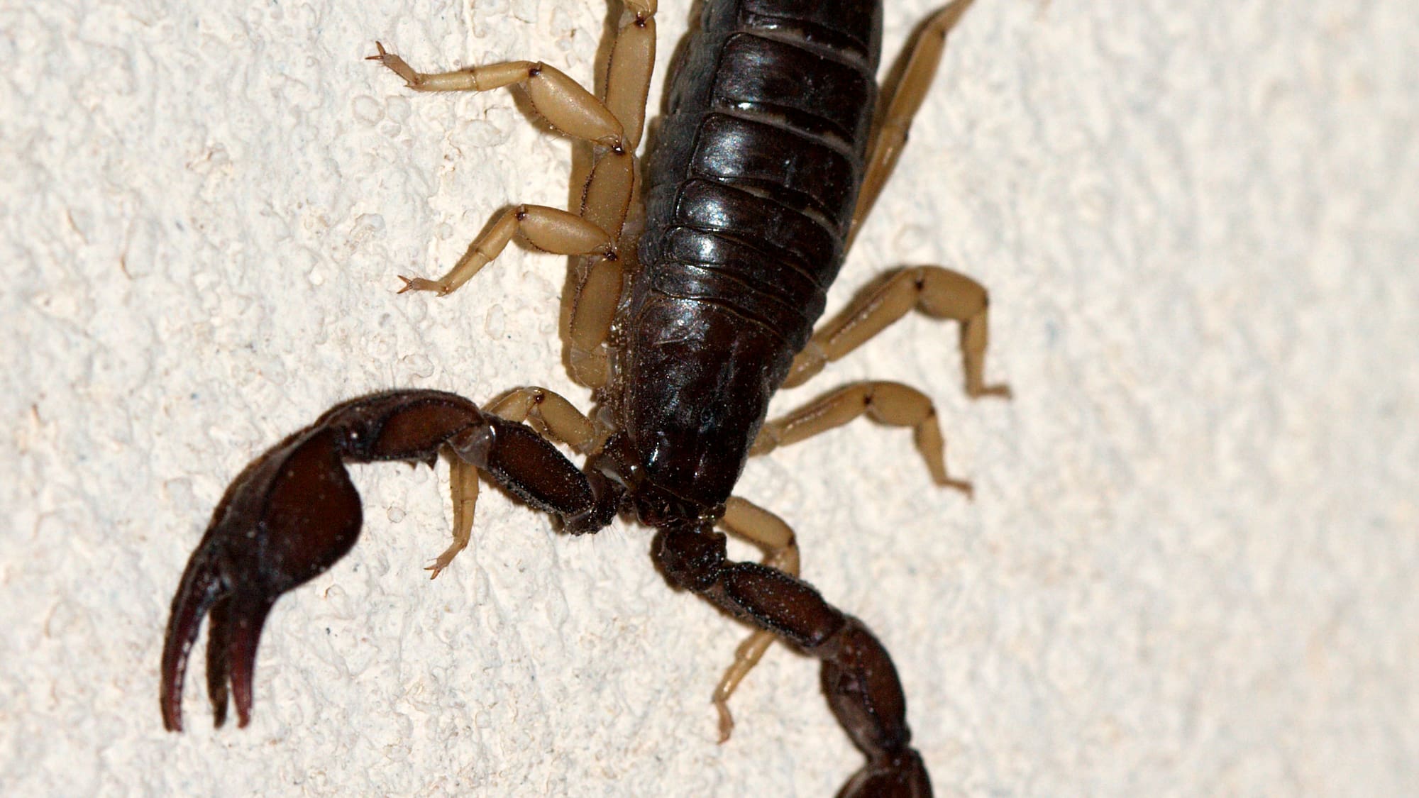 Skorpion Rennen Skorpion Schale Eroberen : Liebe und Sternzeichen: So eroberst du einen ...