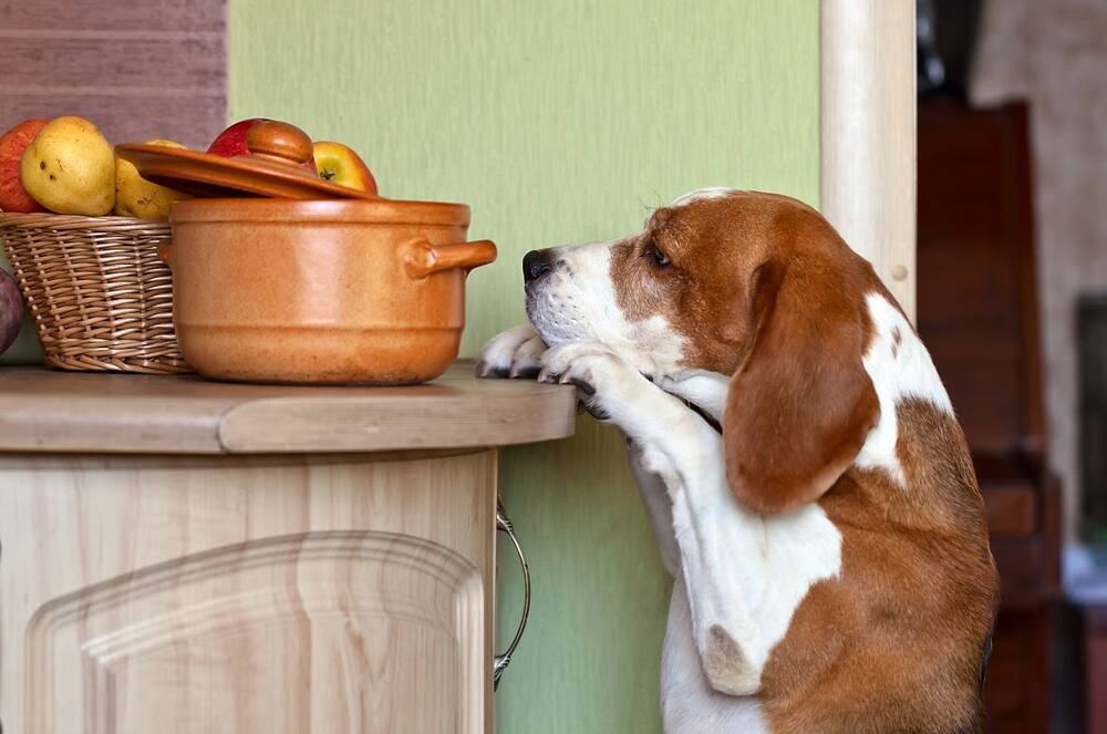 Diese Gemüse und Früchte darf Hund nicht fressen Blick