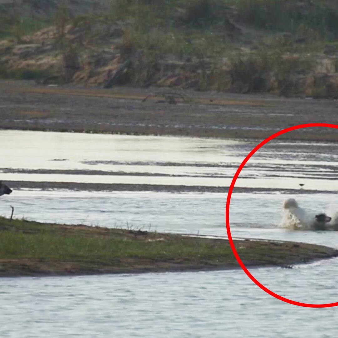 grausamer unfall in nationalpark krokodil verschlingt hund blick