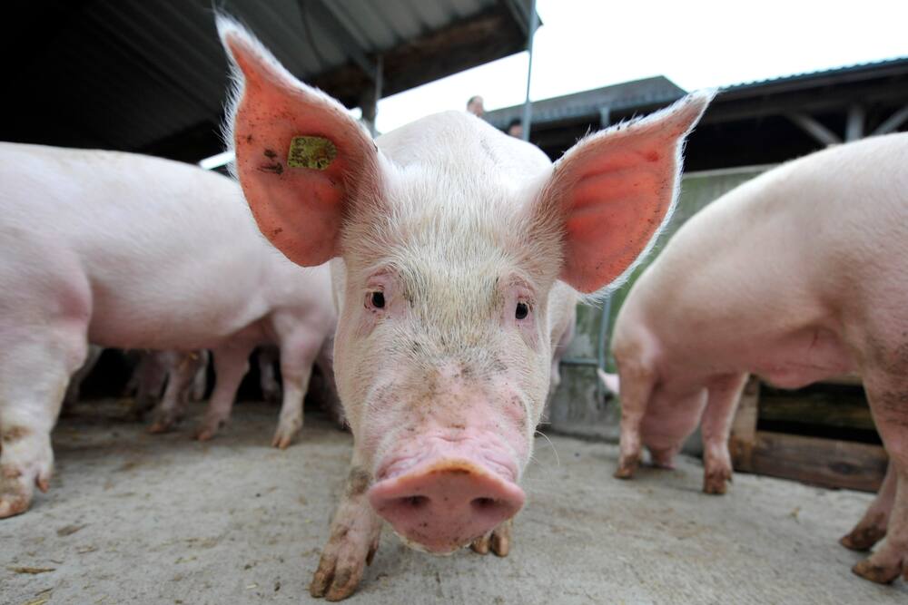Bei Coop und Migros wird auf Ostern das Schweinefleisch teurer: Mehr