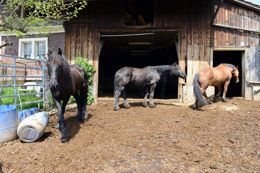 Reiterin Katja Wettstein schlägt Alarm: Der Hungerhof von Dietschwil