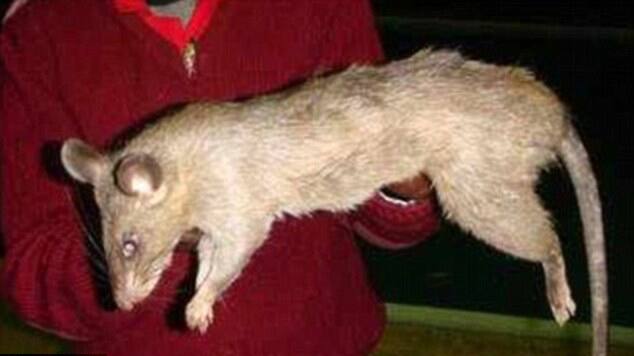 Mutter liess es zurück: Riesen-Ratten fressen Baby auf - Blick