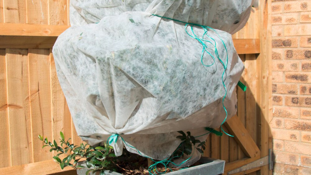 pflanzen frost schützen