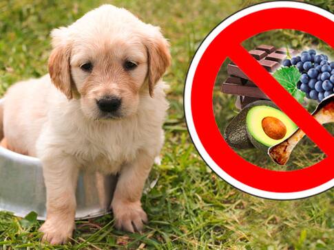 47+ Giftige Pilze Für Hunde Images