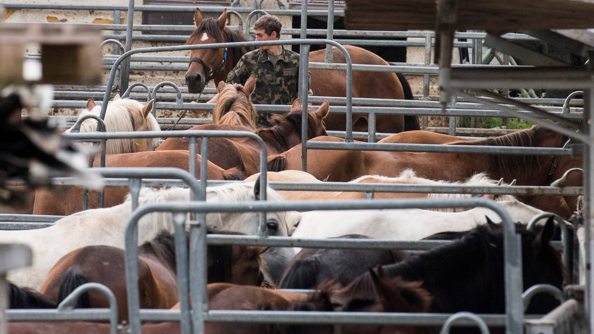 Tierquälerei in Hefenhofen: Pferde auf dem Weg in die Freiheit - Blick
