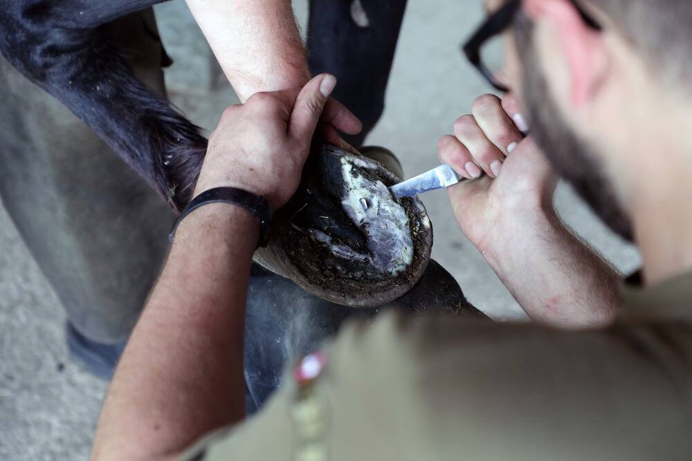 Die Hufe der Pferde mussten dringend bearbeitet werden. Sie waren schwer deformiert.