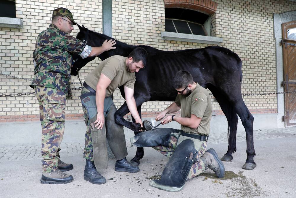 Armee-Angehörige beschlagen ein junges Pferd.