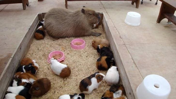 Capybara Haustier Deutschland