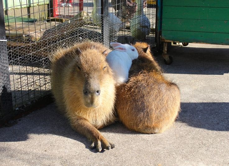 Capybara Haustier Deutschland