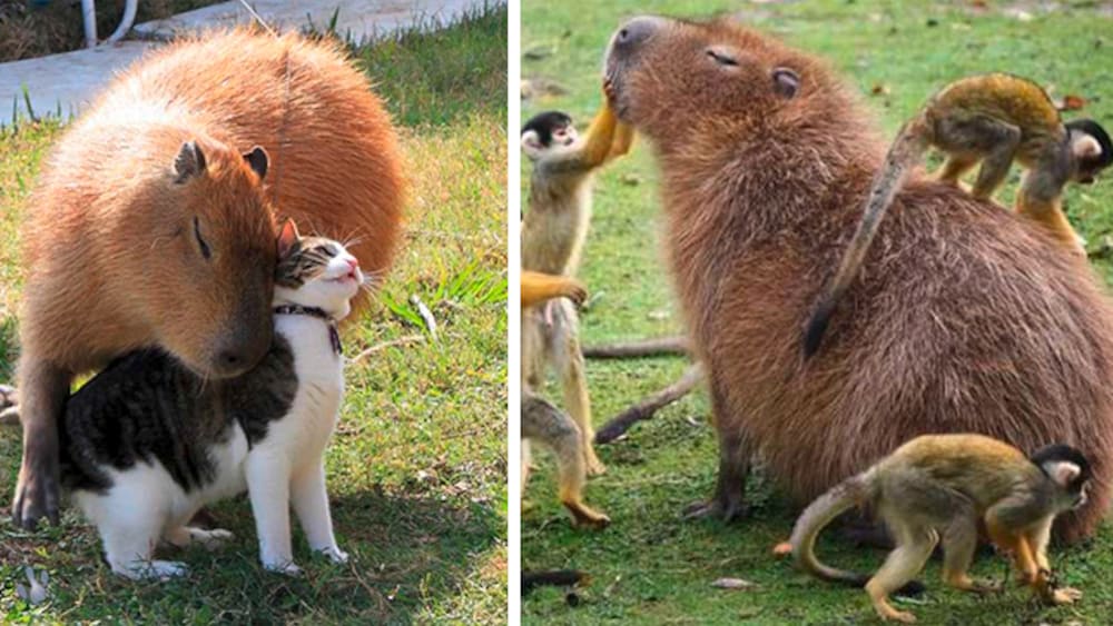 Darum lieben alle Tiere Capybaras Blick