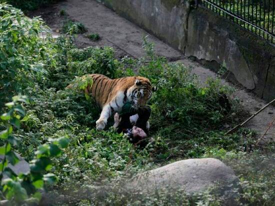 Fake Fotos Von Tiger Attacke Im Zoo Zurich Blick