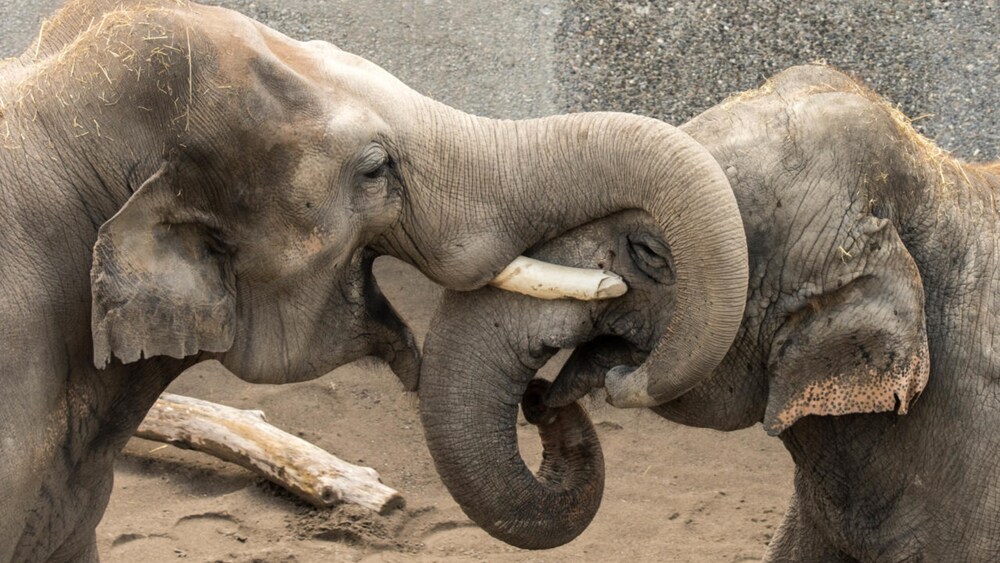 Elefantenbulle liefert Knies Kinderzoo keinen Nachwuchs Blick Elefantenbulle liefert Knies Kinderzoo keinen Nachwuchs Blick