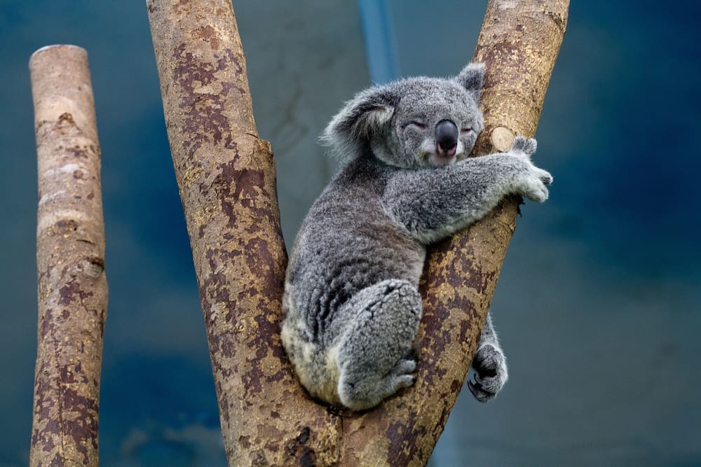 8 Dinge, die du über Koalas wissen solltest - Blick