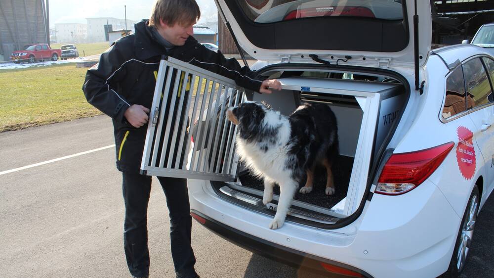 So fährt Ihr Hund sicher im Auto mit Blick