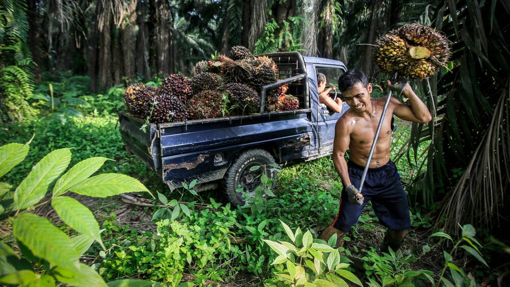 Perdagangan Bebas dengan Indonesia: Tiba-tiba SP berfluktuasi Perdagangan Bebas dengan Indonesia: Tiba-tiba SP berfluktuasi