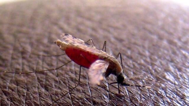 UNO: UNO fordert 3,2 Milliarden Dollar für Kampf gegen Malaria