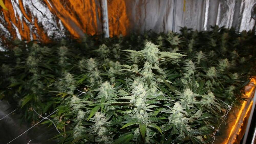 Drogen: Cannabis-Plantage in einem Keller in Lausanne entdeckt