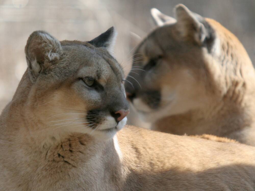 Tödliche Attacke in den USA: Puma tötet Velofahrer (†32) - Blick