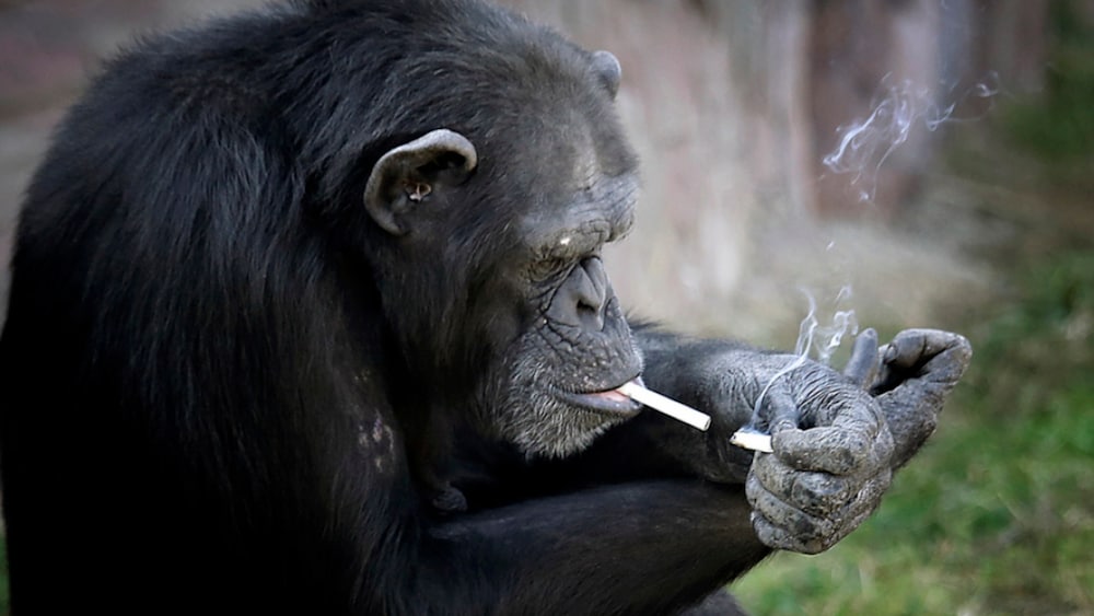 Tierquälerei Irak: Rauchender Affe aus Tierpark befreit - Blick