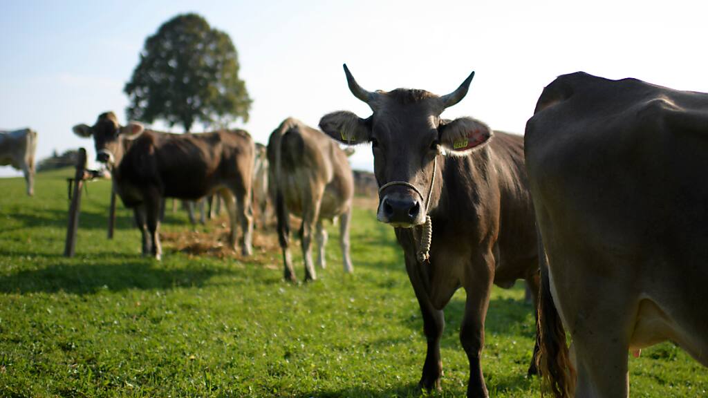 Landwirtschaft: Parlament zeigt sich grosszügig bei neuen Milch Landwirtschaft: Parlament zeigt sich grosszügig bei neuen Milch
