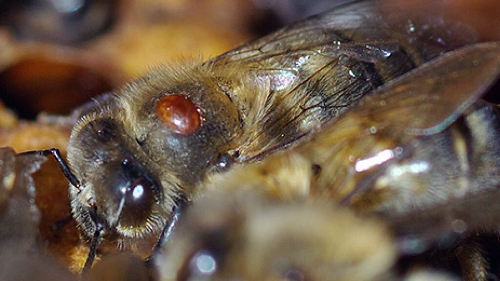 Bienenschutz Wirksame Substanz gegen VarroaMilbe gefunden Blick Bienenschutz Wirksame Substanz gegen VarroaMilbe gefunden Blick