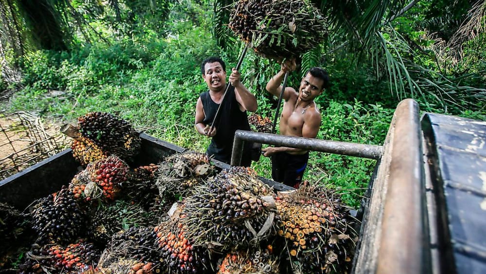 Terlepas dari minyak sawit: front yang luas untuk mencapai kesepakatan dengan Indonesia Terlepas dari minyak sawit: front yang luas untuk mencapai kesepakatan dengan Indonesia