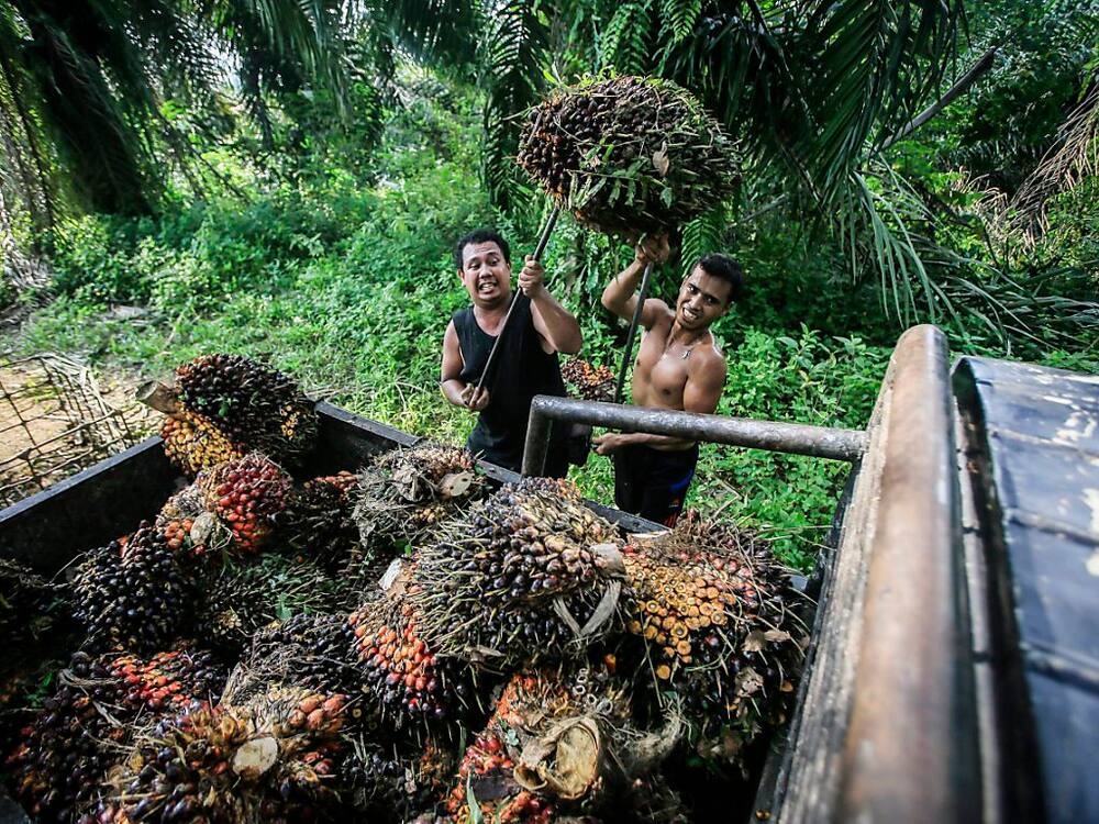 Indonesia adalah penghasil minyak sawit terbesar di dunia. Greenpeace berhutang pada beberapa perusahaan barang konsumen besar karena kurangnya label minyak sawit. (Arsip)