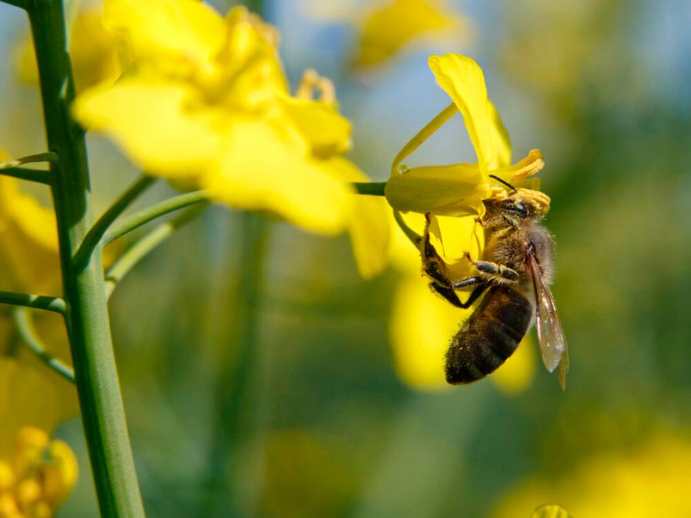 Raps gehört zu den wichtigsten Nutzpflanzen - 3 Fakten zu Raps - Blick